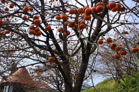 ＜秋田国際ダリア園＞（2014.10.10 FRI.）_b0226219_1714062.jpg