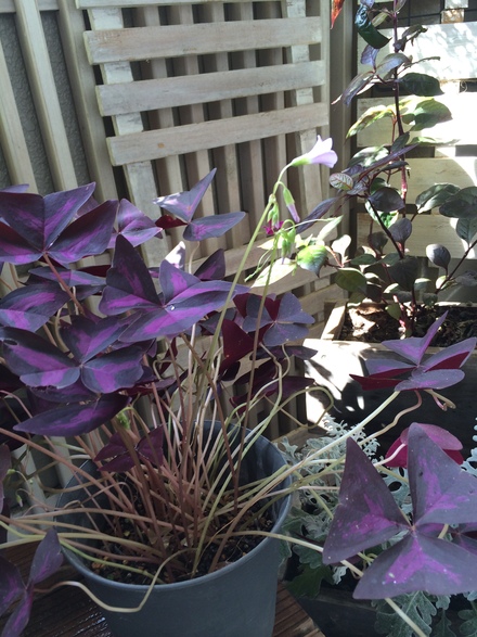 ベランダの植物たち・・・10/10_b0247223_16101161.jpg