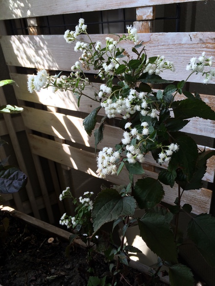 ベランダの植物たち・・・10/10_b0247223_1610168.jpg