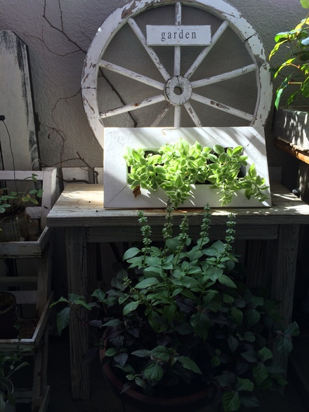 ベランダの植物たち・・・10/10_b0247223_1610174.jpg
