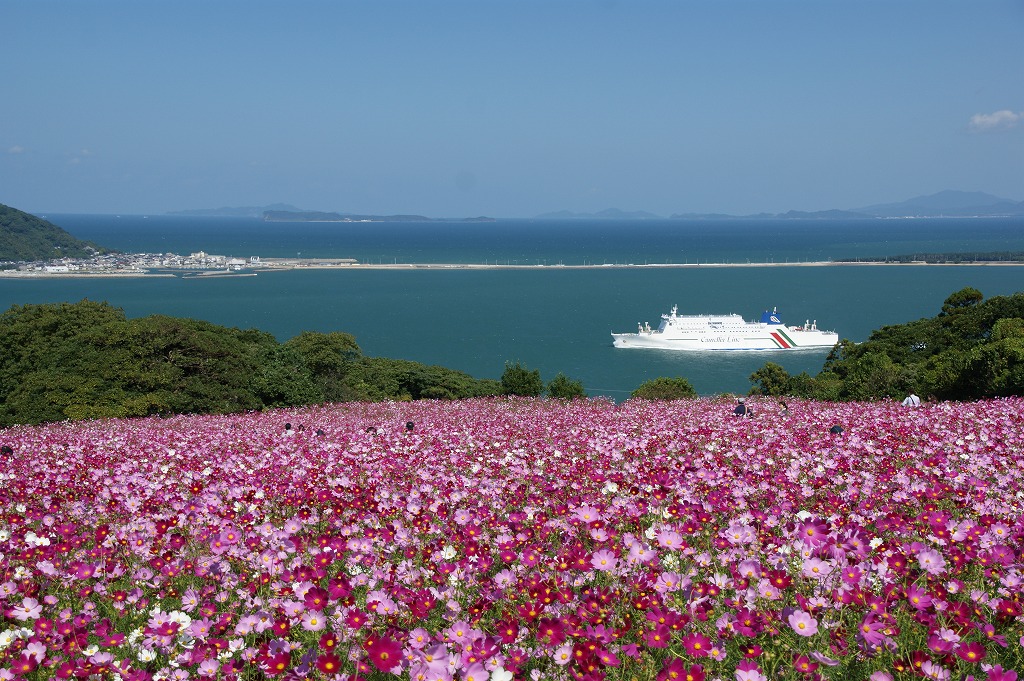 能古島のコスモス_a0095850_10195722.jpg