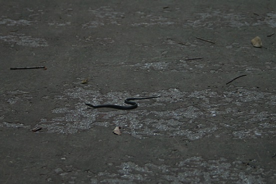 e0126350_10392890.jpg