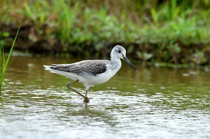 アオアシシギ（Greenshank）~2014.10(B)_b0148352_1725354.jpg