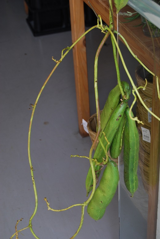 なた豆を飾ろう!!_a0201358_19415397.jpg