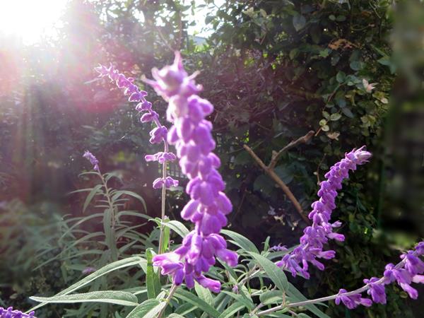 c0042960_16544664.jpg