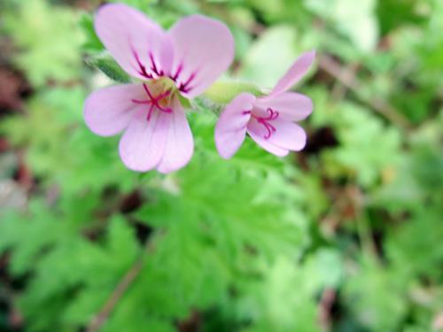 c0042960_16555150.jpg