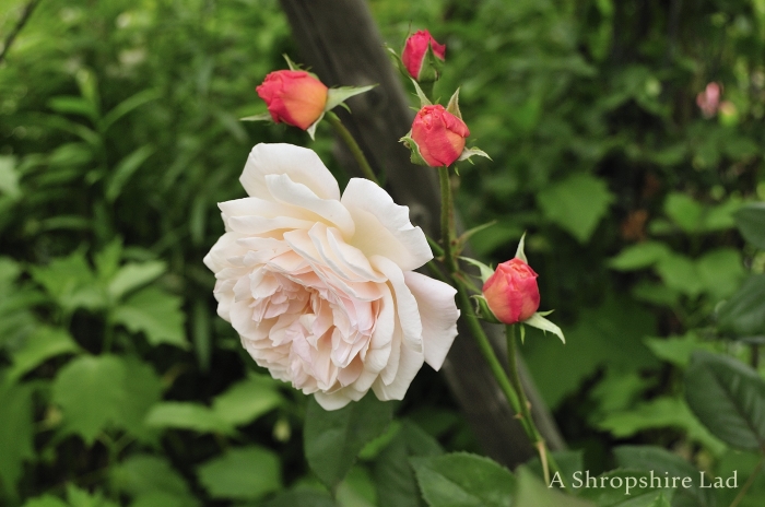 A Shropshire Lad（ｱ ｼｭﾛｯﾌﾟｼｬｰ ﾗｯﾄﾞ)2014_c0278671_21591470.jpg