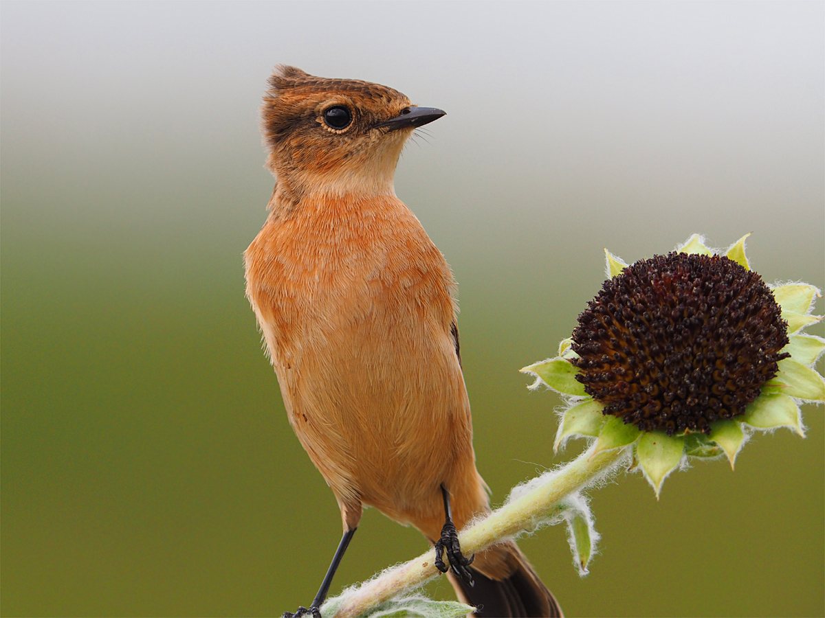 Ａ　Ｃｏｍｍｏｎ　Ｓｔｏｎｅｃｈａｔ　ｏｎ　Ｔｈｅ　Ｓｕｎｆｌｏｗｅｒ_d0283373_19353679.jpg