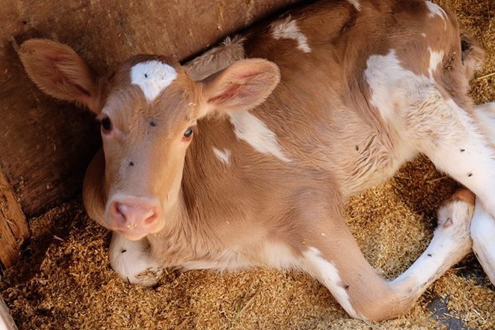名前は 花子 オヤジ 牛が脱走した 加勢牧場ブログ