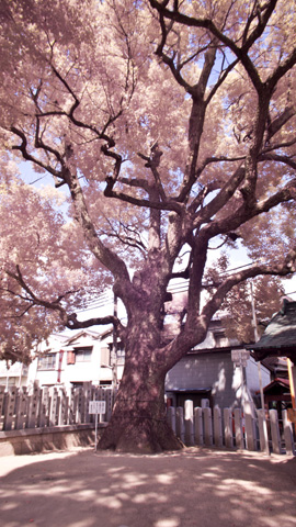 堤根神社_c0051884_17501121.jpg