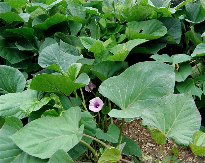 なんという幸運でしょうか サツマイモの花を見ました 楽餓鬼