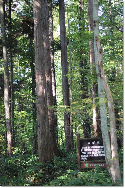 野幌森林公園大沢口＋他の道（１０・９）_f0146493_20463760.jpg