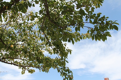 c0212298_16390840.jpg