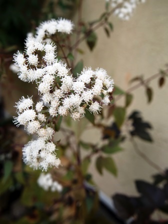 b0128101_1712080.jpg