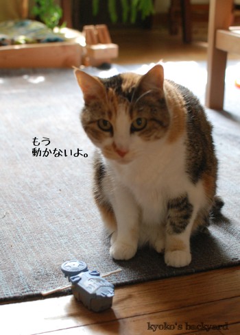 マクドナルドのおまけで遊ぶ猫_b0253205_04253488.jpg