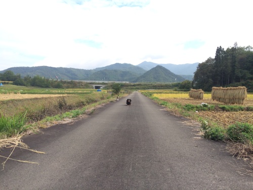 元気を取り戻す成犬ルーちゃん♪_f0051306_12400601.jpg