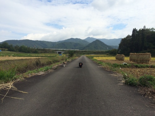 元気を取り戻す成犬ルーちゃん♪_f0051306_12401244.jpg