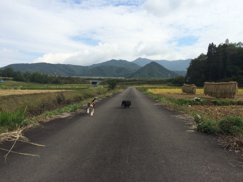 元気を取り戻す成犬ルーちゃん♪_f0051306_12401729.jpg