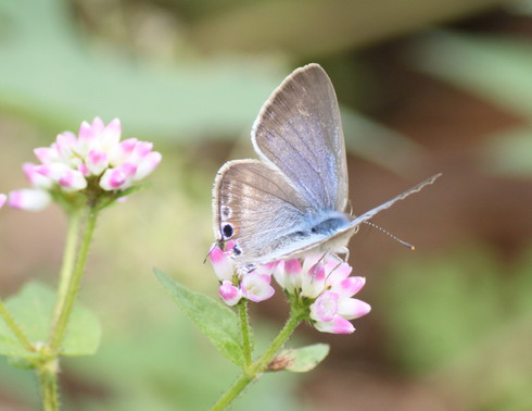 埼玉中部　　           ウラナミシジミ初見2014/10/06②_d0251807_7212766.jpg