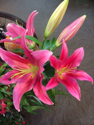 すべての花の画像 ロイヤリティフリーユリ オリエンタル センシ