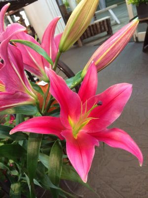 すべての花の画像 ロイヤリティフリーユリ オリエンタル センシ
