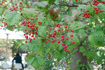 e0128909_813494.jpg