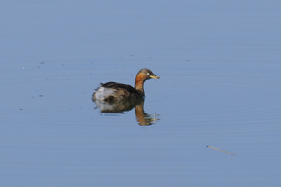 カイツブリ_a0189912_17595413.jpg