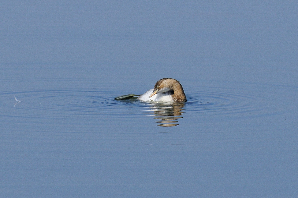 カイツブリ_a0189912_181025.jpg