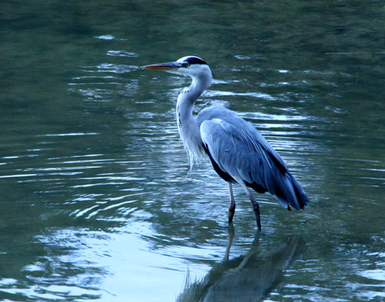 宝が池　鳥たち_e0048413_1803260.jpg