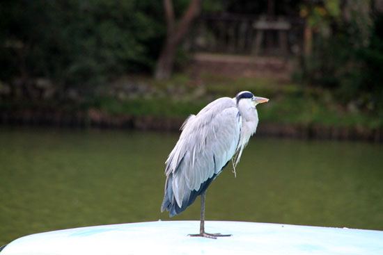 宝が池　鳥たち_e0048413_180873.jpg