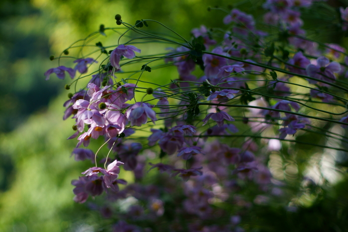 善峯寺、一重の秋明菊_e0177413_17515027.jpg