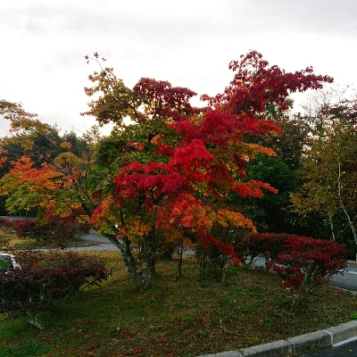 a0049614_9293323.jpg