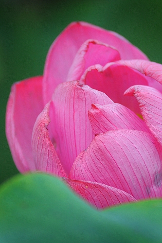 花が好きだった母　其の十一　蓮_c0168815_22495809.jpg