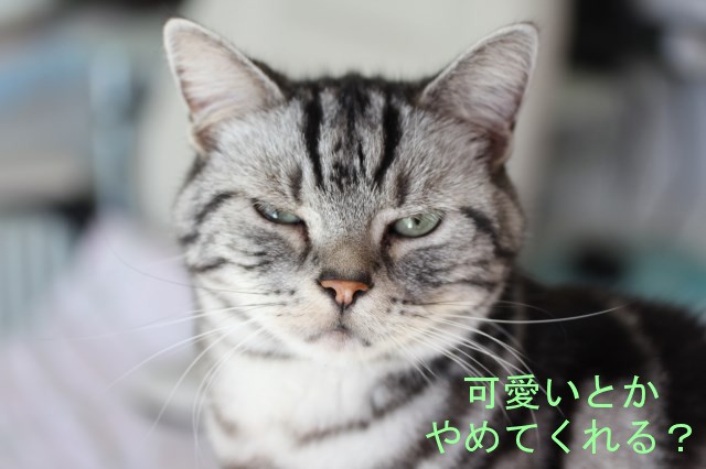 ポンデライオン クスッと猫ズ生活 ポンデライオン クスッと猫ズ生活
