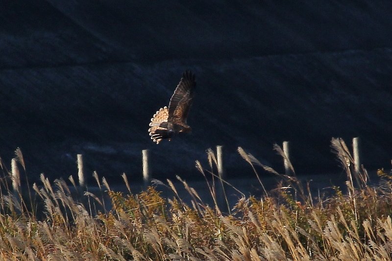 チュウヒは、本州中部以北のアシ原で局地的に繁殖_b0346933_2022451.jpg