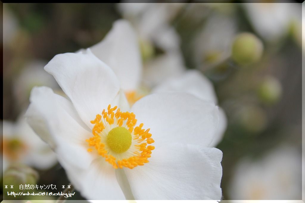 秋明菊の花も終盤になっています・・・_e0052135_1735376.jpg