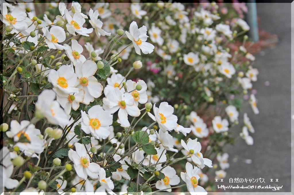 秋明菊の花も終盤になっています・・・_e0052135_17361774.jpg