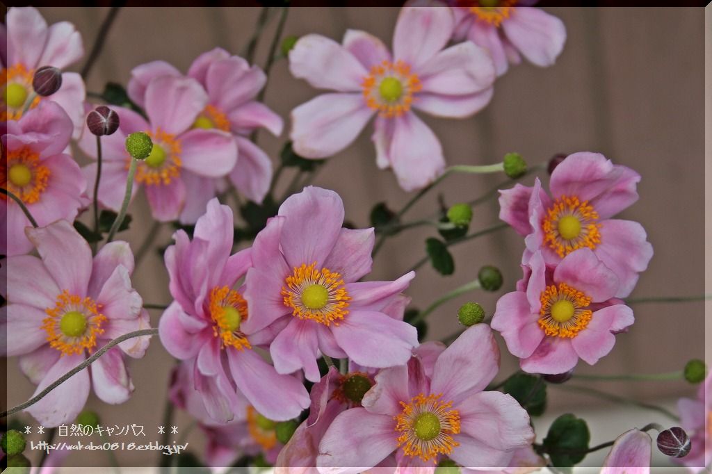 秋明菊の花も終盤になっています・・・_e0052135_17372967.jpg