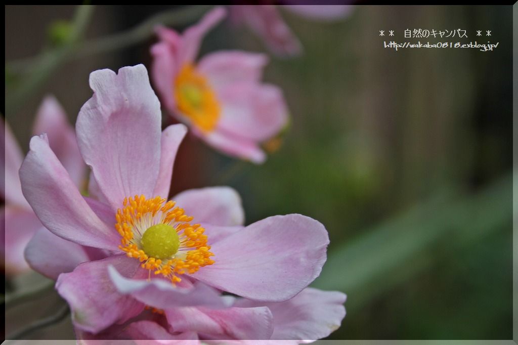 秋明菊の花も終盤になっています・・・_e0052135_1737415.jpg