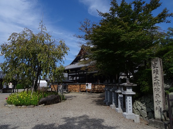 安倍文殊院のコスモス 彩の気まぐれ写真