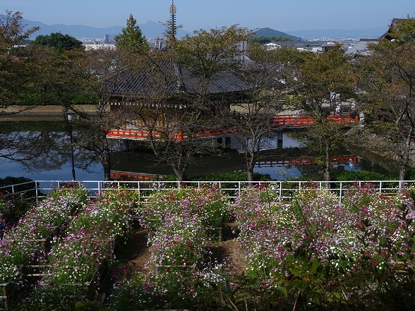 安倍文殊院のコスモス 彩の気まぐれ写真