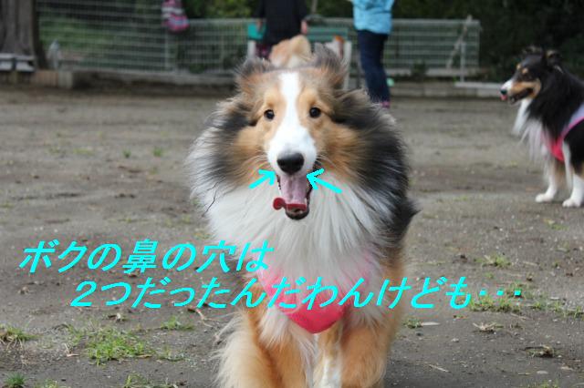 ドッグラン:運動場でトコトコ♪_e0195743_20331.jpg