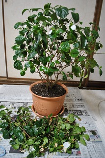 e0218557_2356080.jpg