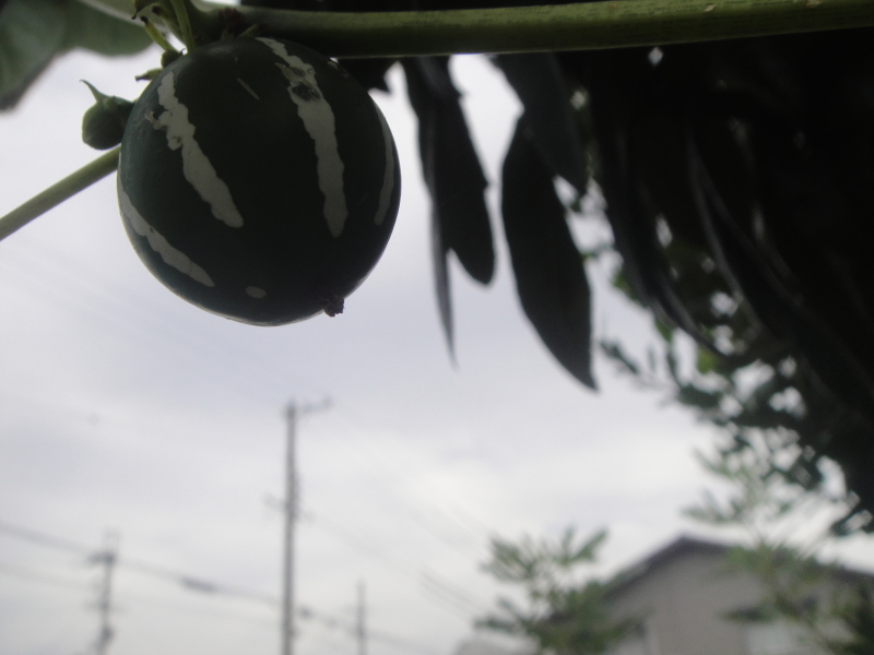 ちょこっと台風対策・・・? by (TATE-misaki)_c0108460_20594709.jpg