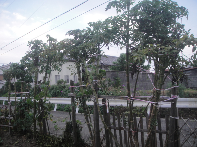 ちょこっと台風対策・・・? by (TATE-misaki)_c0108460_20595279.jpg