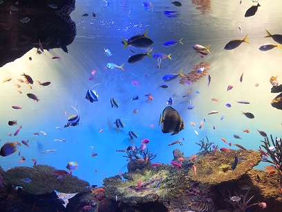 :: 水族館 ::_e0204865_16241825.jpg