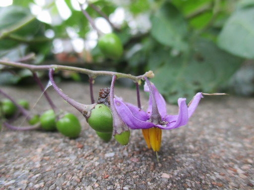 Solanum dulcamara L. (Douce-amère)_f0330072_88634.jpg