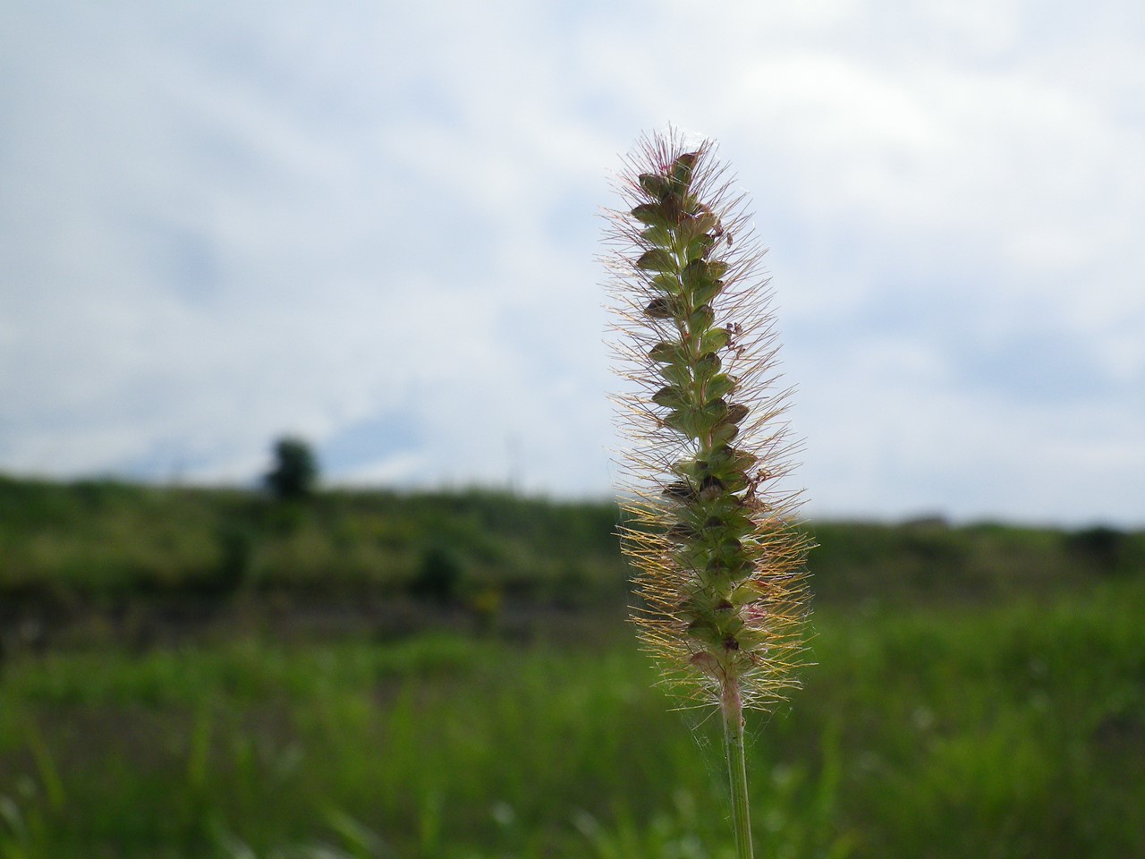 d0054276_20193297.jpg