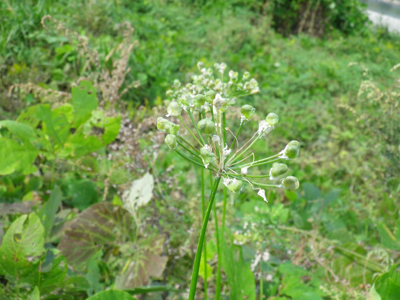 d0054276_20222237.jpg