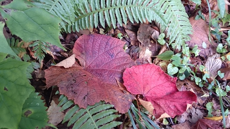 e0024081_17481090.jpg